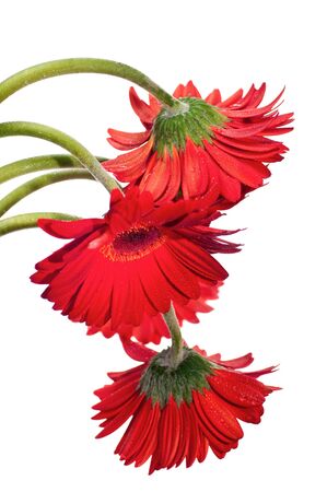 Hanging red gerbera flower from the top over whiteの写真素材