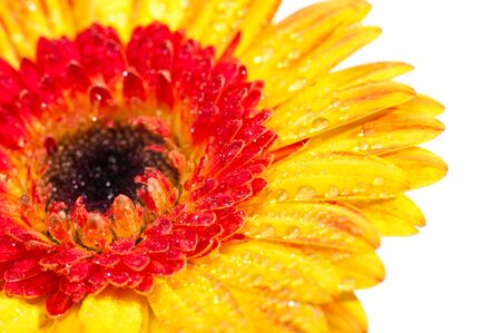 Orange yellow Gerbera extreme close up with water drops over whiteの写真素材