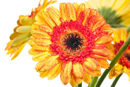 Orange yellow gerbera flower extreme close up over whiteの写真素材
