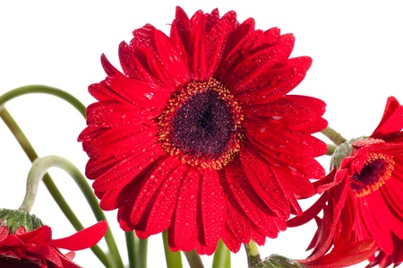 Red gerbera flower front view close up over whiteの写真素材