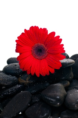 Red gerbera flower on black zen stone over white backgroundの写真素材