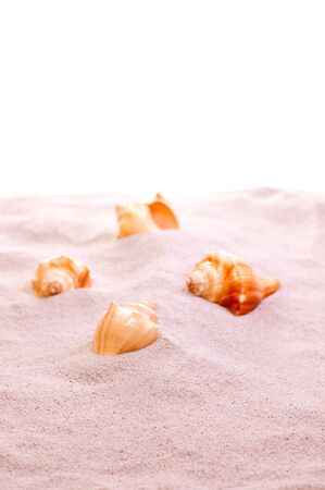 Sea shells on beach sand on a sunny dayの写真素材