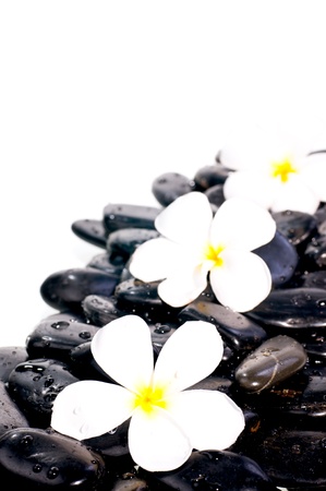 White Plumeria flowers on black zen stones with water dropsの写真素材