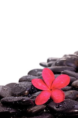 White Plumeria flower on black zen stones with water dropsの写真素材