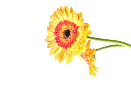 Two orange yellow gerbera flower over whiteの写真素材
