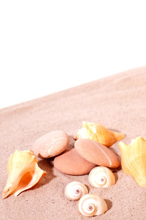 Sea shells on beach sand over white backgroundの写真素材