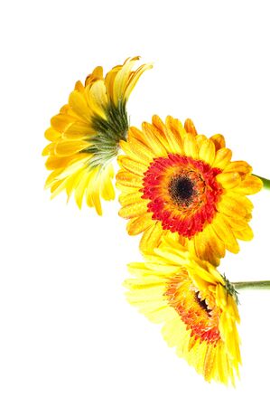 Three orange yellow gerbera flower over whiteの写真素材