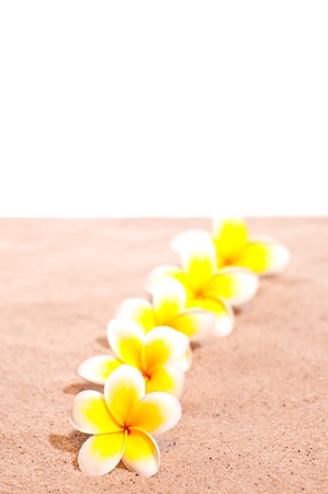 A row of yellow frangipani on sandの写真素材