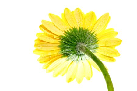 One yellow gerbera flower extreme close up back view over whiteの写真素材