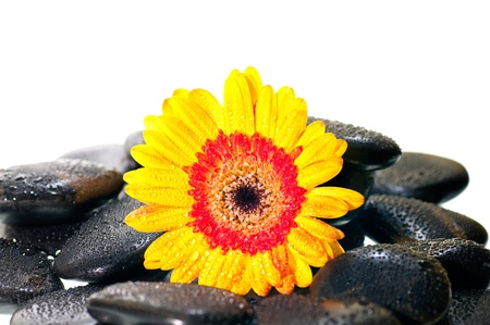 Yellow gerbera flower on black zen stone over white backgroundの写真素材