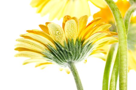 Yellow gerbera flower extreme close up over whiteの写真素材