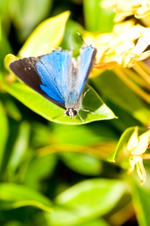 Blue butterfly close up on green leavesの写真素材