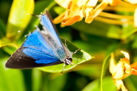 Butterfly close up on a bushの写真素材