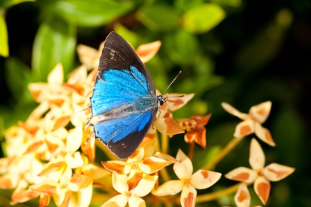 Butterfly on yellow flowers in the garden