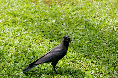 Crow on the grass crowing