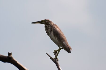 Indian Pond Heron on a branchの写真素材