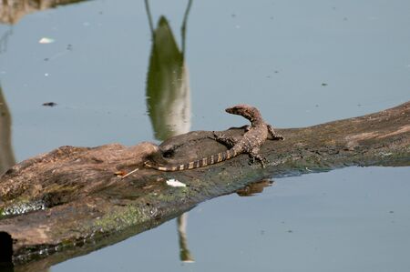 River monitor lizard on a tree trunk in the lakeの写真素材