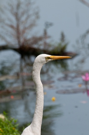 White egret near the lake in Sri Lankaの写真素材