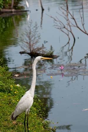 White egret near the lake in Sri Lankaの写真素材