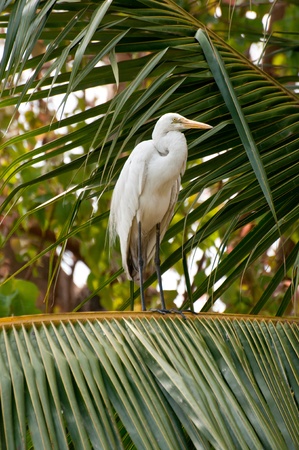 White egret on coconut treeの写真素材
