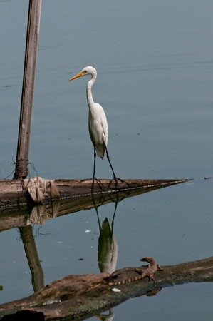 White egret watching the monitor lizard at a lakeの写真素材