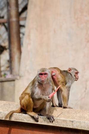 Monkey eating a carrot in Indiaの写真素材