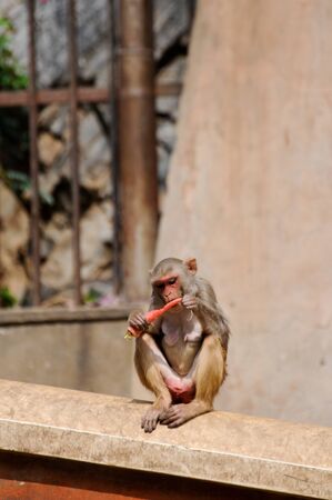 Monkey enjoying a carrot in Indiaの写真素材