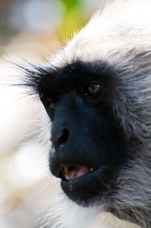 Indian langur face close up near a hill side in Jaipurの写真素材
