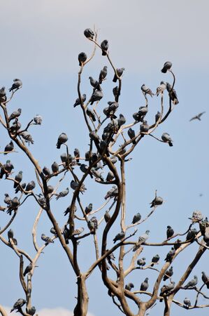 Tree of pigeons in Jaipur hill sidesの写真素材