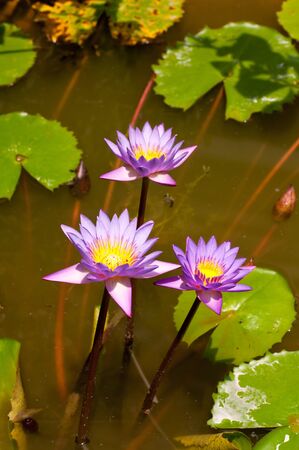 Three lotus flowers in a pond in the sunの写真素材