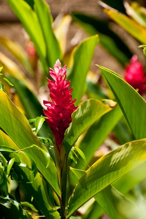 Red ginger flower plants in the gardenの写真素材