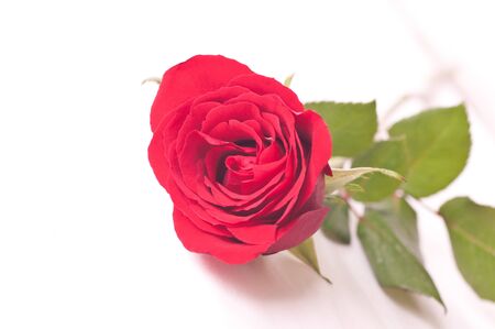 Romantic setting on a bed with red rose close upの写真素材