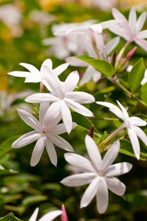 Cluster of jasmine flowers in a gardenの写真素材