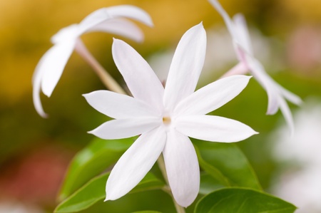 Jasmine flower extreme close up in the garden