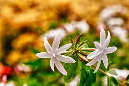 Jasmine flowers in the garden on a sunny day Hdrの写真素材