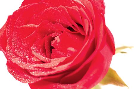 Red rose extreme close up with dew drops over whiteの写真素材