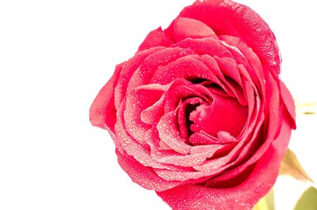 Red rose close up with water drops over whiteの写真素材