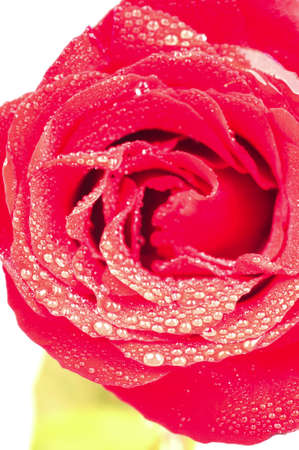 Red rose close up with dew drops over whiteの写真素材