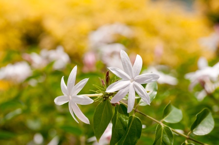 Jasmine flowers in the garden on a sunny dayの写真素材