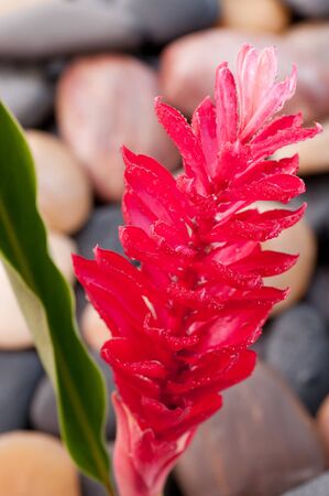 Red ginger flower with background of river zen stone close upの写真素材