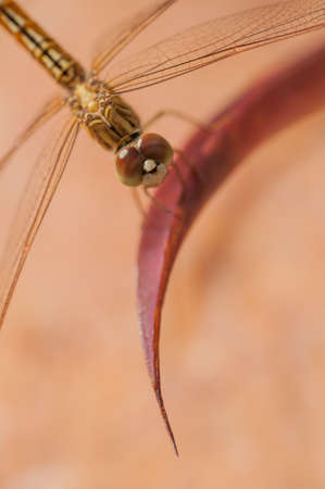 Golden dragonfly on a red leafの写真素材