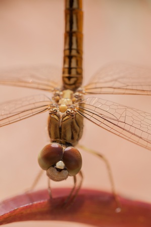 Golden dragonfly on a leaf close upの写真素材