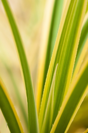 Pandanus variegated thorny or spiny leaves close upの写真素材