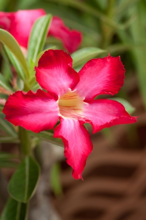 Red desert rose with bamboo backgroundの写真素材