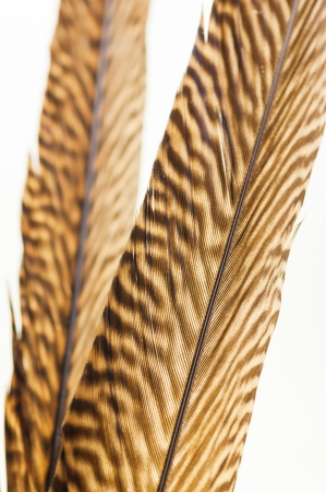 A pair of golden pheasant feathers close upの写真素材