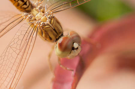 Golden dragonfly on a red leaf close upの写真素材