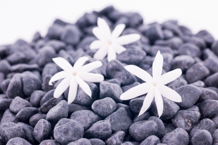 Three jasmine flowers on zen stones over white backgroundの写真素材