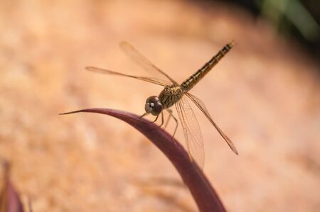 Golden dragonfly on a leafの写真素材