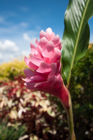 Pink ginger flower extreme close up in the gardenの写真素材
