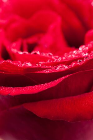 Red rose with water drops on petals close upの写真素材